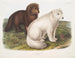 Arktycznego lisa zimą i latem - John Woodhouse Audubon — widok dzieła