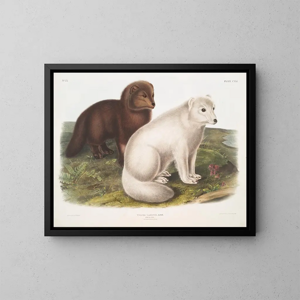 Arktycznego lisa zimą i latem - John Woodhouse Audubon — oprawiony obraz na ścianie
