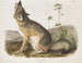 Renard szybki rozmiar naturalny samiec - John Woodhouse Audubon — widok dzieła