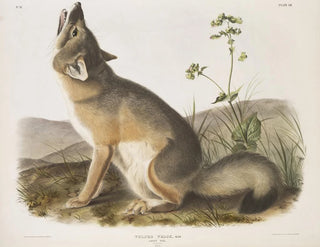 Renard szybki rozmiar naturalny samiec - John Woodhouse Audubon — widok dzieła
