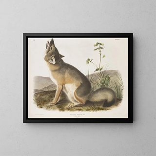 Renard szybki rozmiar naturalny samiec - John Woodhouse Audubon — oprawiony obraz na ścianie