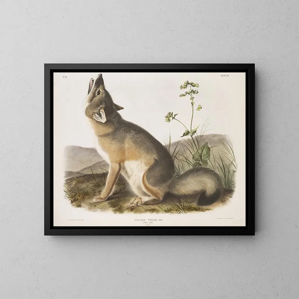 Renard szybki rozmiar naturalny samiec - John Woodhouse Audubon — oprawiony obraz na ścianie