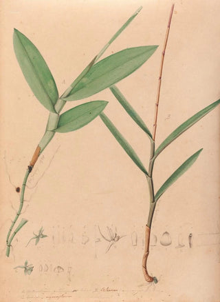 Joo Barbosa Rodrigues - Iconographie des orchidees du Bresil Pl02.webp