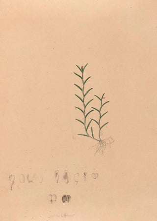 Joo Barbosa Rodrigues - Iconographie des orchidees du Bresil Pl04.webp