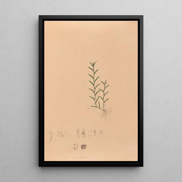 Joo Barbosa Rodrigues - Iconographie des orchidees du Bresil Pl04.webp