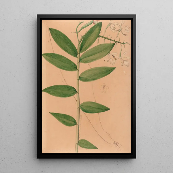 Joo Barbosa Rodrigues - Iconographie des orchidees du Bresil Pl19.webp