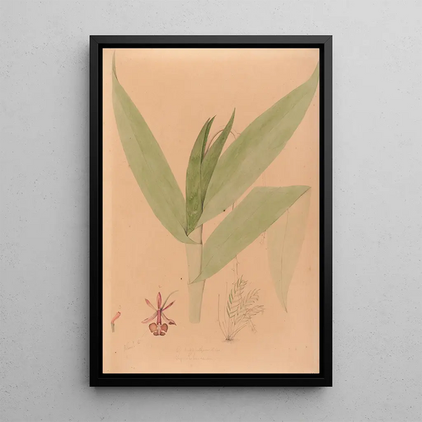 Joo Barbosa Rodrigues - Iconographie des orchidees du Bresil Pl20.webp