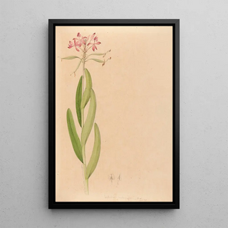 Joo Barbosa Rodrigues - Iconographie des orchidees du Bresil Pl27.webp
