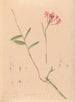 Ikonografia orchidei Brazylii Pl28 - João Barbosa Rodrigues — widok dzieła