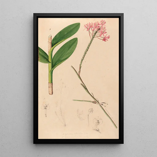 Joo Barbosa Rodrigues - Iconographie des orchidees du Bresil Pl29.webp
