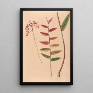 Joo Barbosa Rodrigues - Iconographie des orchidees du Bresil Pl30.webp