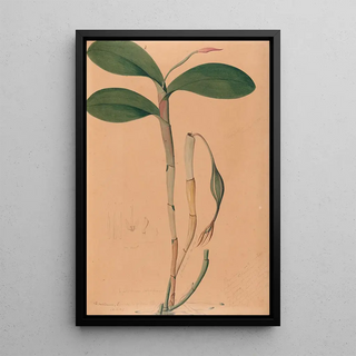 Joo Barbosa Rodrigues - Iconographie des orchidees du Bresil Pl31.webp