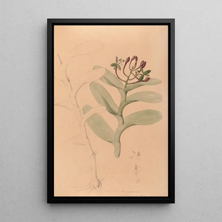 Joo Barbosa Rodrigues - Iconographie des orchidees du Bresil Pl32.webp