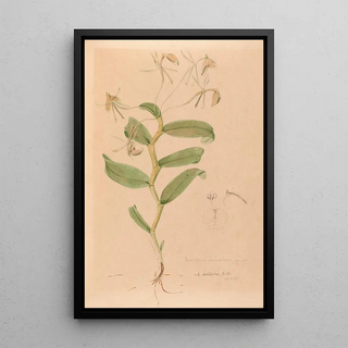 Joo Barbosa Rodrigues - Iconographie des orchidees du Bresil Pl33.webp