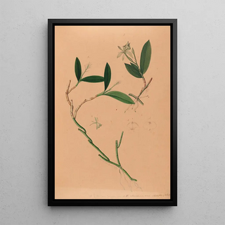 Joo Barbosa Rodrigues - Iconographie des orchidees du Bresil Pl34.webp