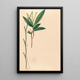 Joo Barbosa Rodrigues - Iconographie des orchidees du Bresil Pl35.webp