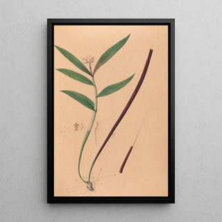 Joo Barbosa Rodrigues - Iconographie des orchidees du Bresil Pl36.webp