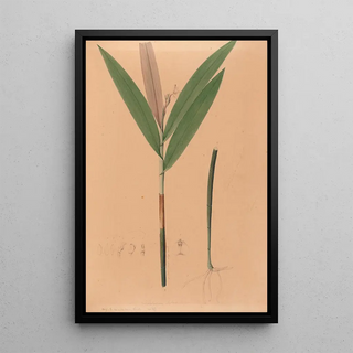 Joo Barbosa Rodrigues - Iconographie des orchidees du Bresil Pl37.webp