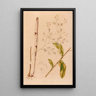 Joo Barbosa Rodrigues - Iconographie des orchidees du Bresil Pl38.webp