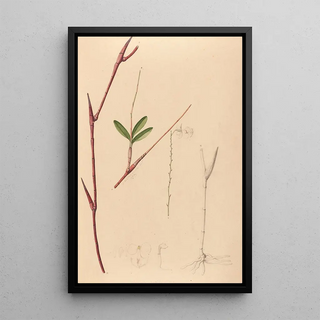 Joo Barbosa Rodrigues - Iconographie des orchidees du Bresil Pl39.webp