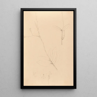 Joo Barbosa Rodrigues - Iconographie des orchidees du Bresil Pl40.webp