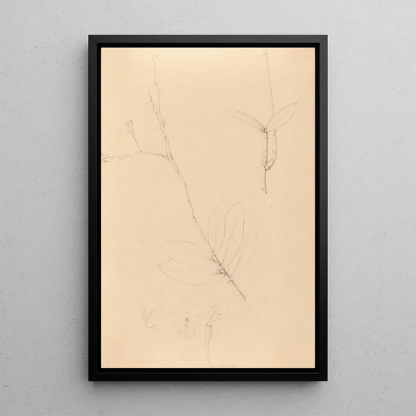 Joo Barbosa Rodrigues - Iconographie des orchidees du Bresil Pl40.webp