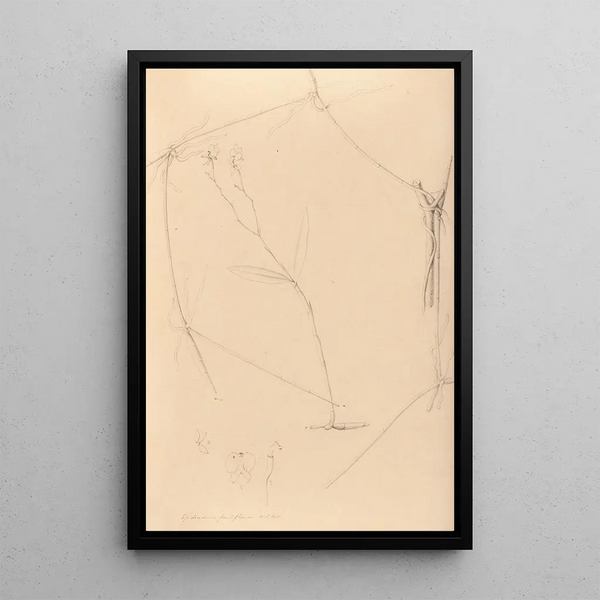 Joo Barbosa Rodrigues - Iconographie des orchidees du Bresil Pl41.webp
