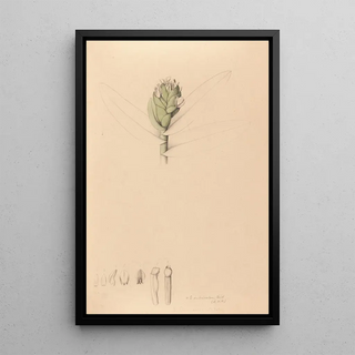 Joo Barbosa Rodrigues - Iconographie des orchidees du Bresil Pl42.webp