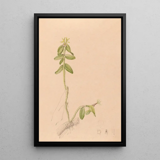 Joo Barbosa Rodrigues - Iconographie des orchidees du Bresil Pl43.webp