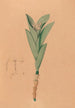 Ikonografia orchidei Brazylii Pl44 - João Barbosa Rodrigues — widok dzieła