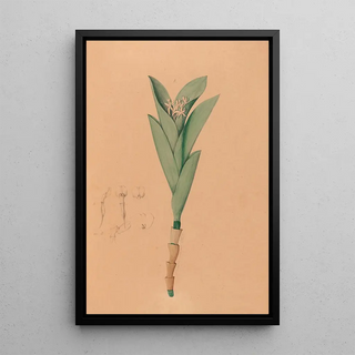 Joo Barbosa Rodrigues - Iconographie des orchidees du Bresil Pl44.webp