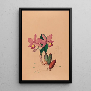 Joo Barbosa Rodrigues - Iconographie des orchidees du Bresil Pl45.webp