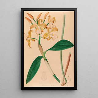 Joo Barbosa Rodrigues - Iconographie des orchidees du Bresil Pl46.webp