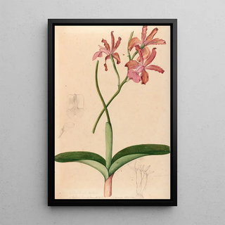Joo Barbosa Rodrigues - Iconographie des orchidees du Bresil Pl47.webp