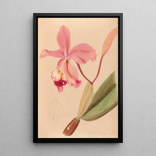 Joo Barbosa Rodrigues - Iconographie des orchidees du Bresil Pl48.webp