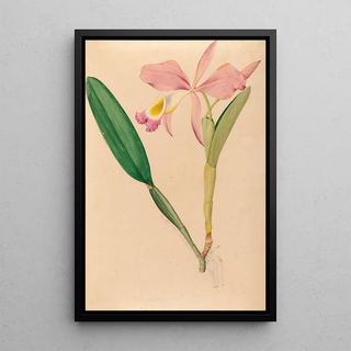 Joo Barbosa Rodrigues - Iconographie des orchidees du Bresil Pl49.webp