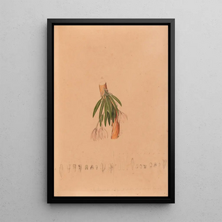 Joo Barbosa Rodrigues - Iconographie des orchidees du Bresil Pl50.webp