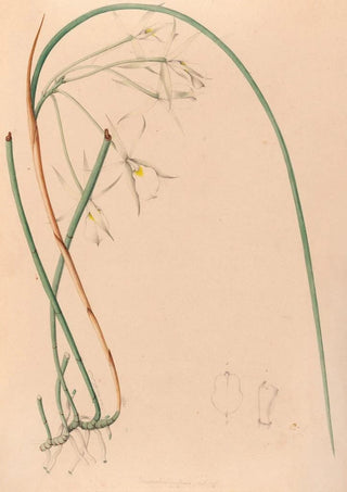 Joo Barbosa Rodrigues - Iconographie des orchidees du Bresil Pl51.webp
