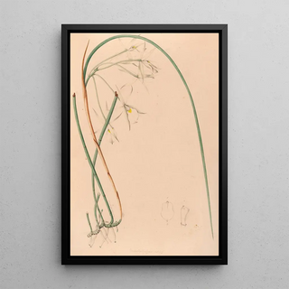 Joo Barbosa Rodrigues - Iconographie des orchidees du Bresil Pl51.webp