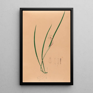 Joo Barbosa Rodrigues - Iconographie des orchidees du Bresil Pl52.webp