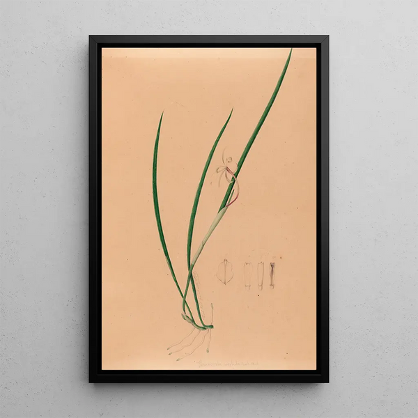 Joo Barbosa Rodrigues - Iconographie des orchidees du Bresil Pl52.webp