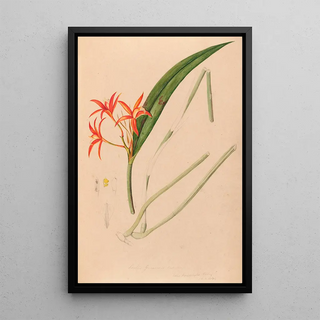Joo Barbosa Rodrigues - Iconographie des orchidees du Bresil Pl53.webp