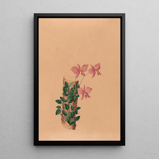 Joo Barbosa Rodrigues - Iconographie des orchidees du Bresil Pl54.webp