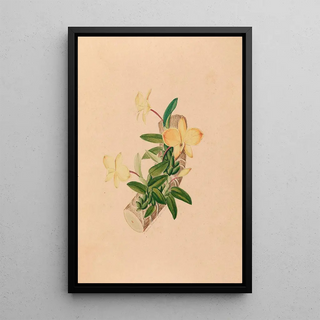 Joo Barbosa Rodrigues - Iconographie des orchidees du Bresil Pl55.webp