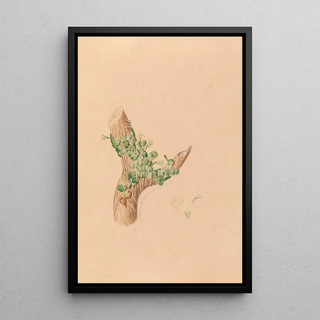 Joo Barbosa Rodrigues - Iconographie des orchidees du Bresil Pl56.webp