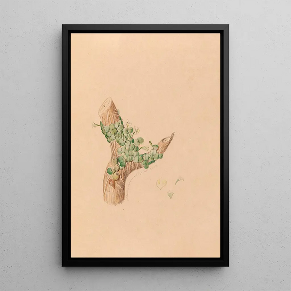 Joo Barbosa Rodrigues - Iconographie des orchidees du Bresil Pl56.webp