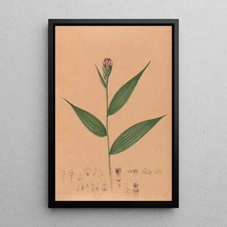 Joo Barbosa Rodrigues - Iconographie des orchidees du Bresil Pl57.webp