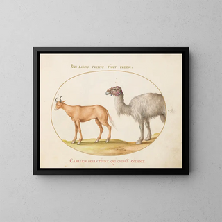 Joris Hoefnagel - An Ox and a Camel.webp