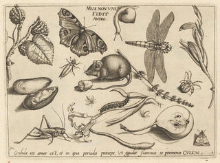 Joris Hoefnagel - Archetypa studiaque patris Georgii Hoefnagelii Pl02.webp