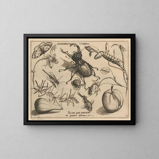 Joris Hoefnagel - Archetypa studiaque patris Georgii Hoefnagelii Pl13.webp